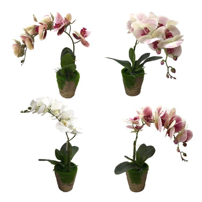 Flower Pot - Phalaenopsis 9HD PU 46CMH Assorted Colours