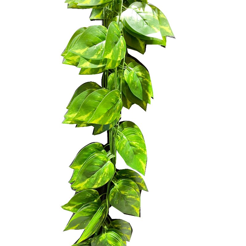 Foliage Vine 2m 30pc Epipremnum Aureum