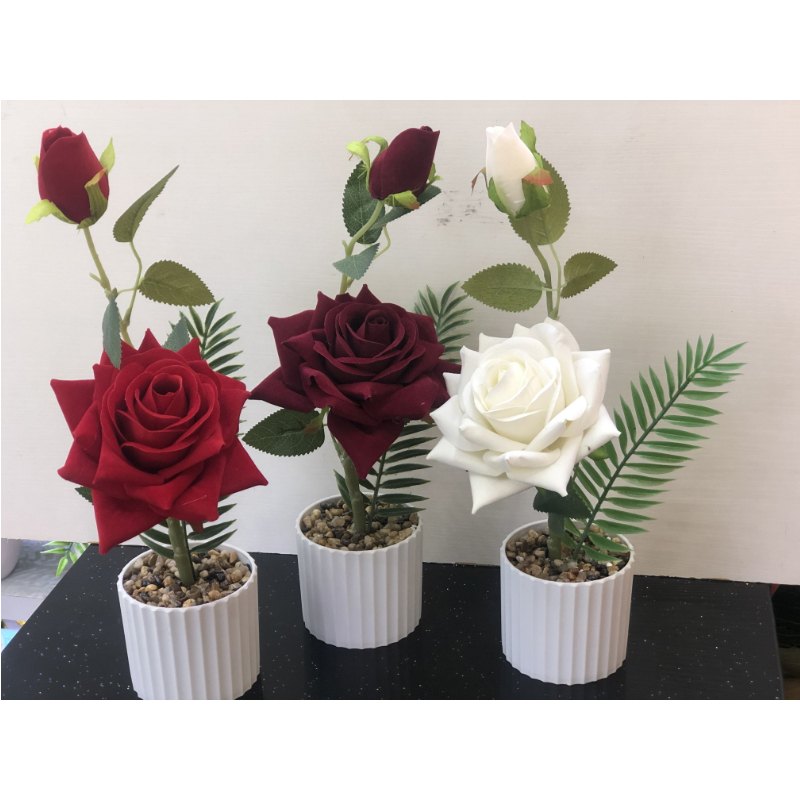 Flower Pot - Roses 8x25cm Assorted Colours